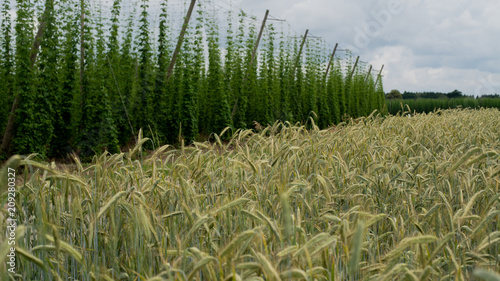 Gersten mit Hopfen photo