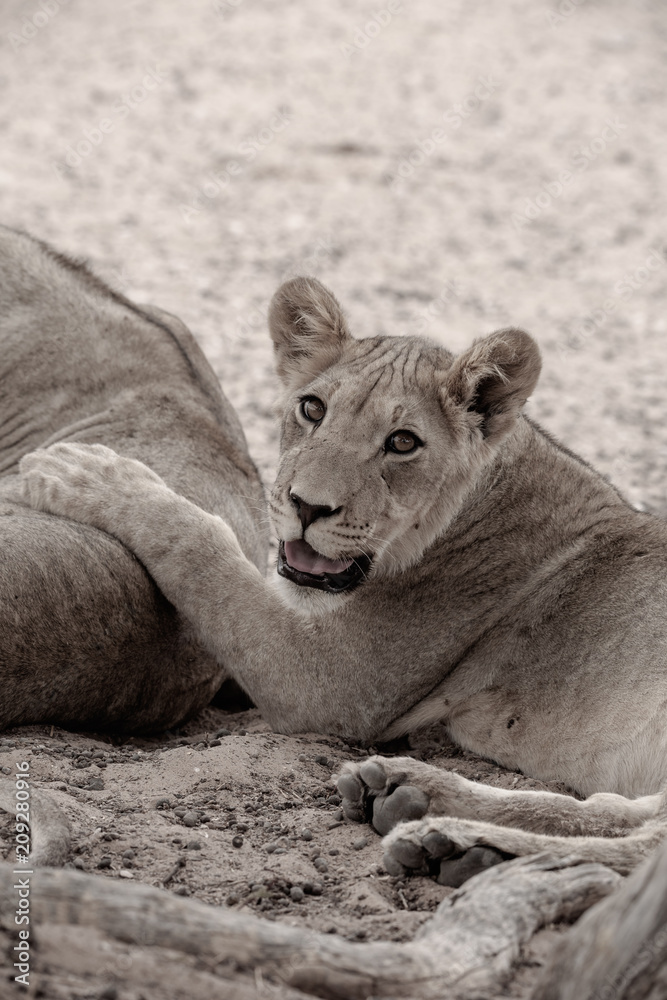 Naklejka premium Kalahari Cub Aware
