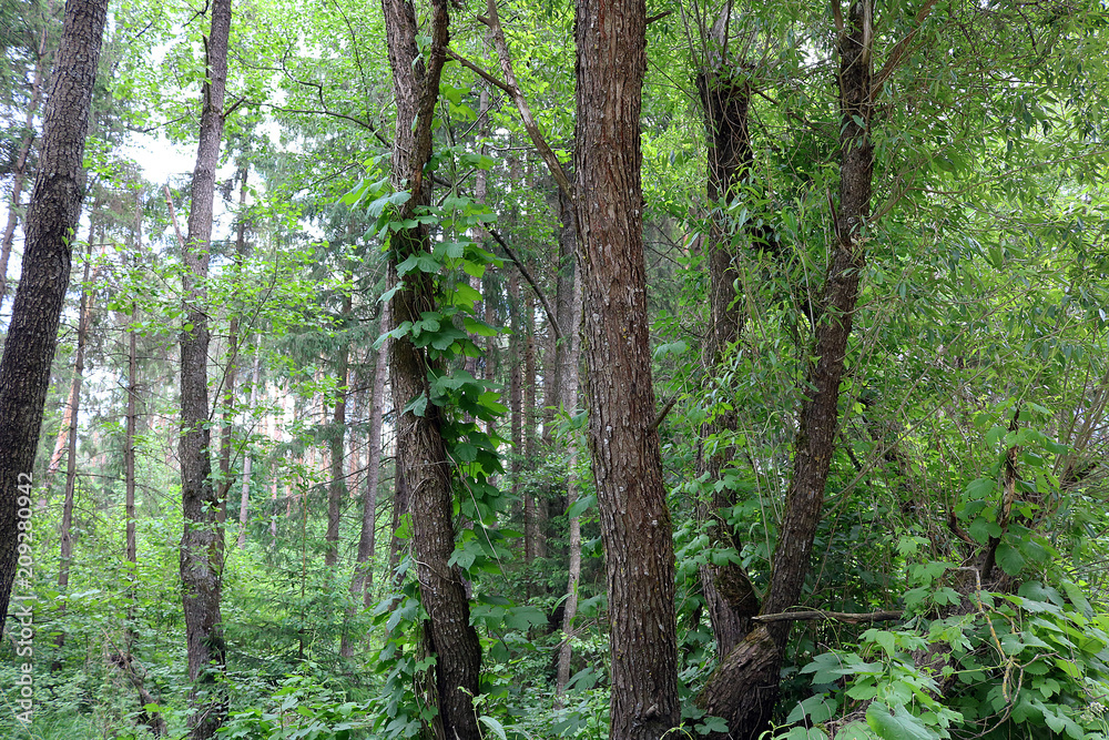 Naklejka premium walk in the woods