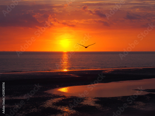 beautiful golden glowing sunset reflecting on a calm sea with colorful dramatic clouds and a seagull flying out to the ocean