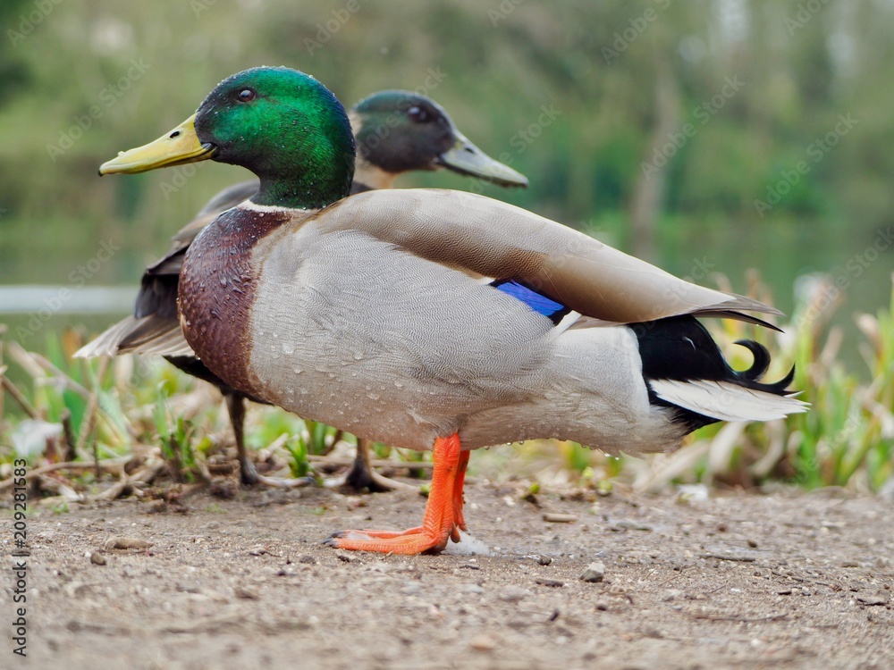 Obraz premium Ducks