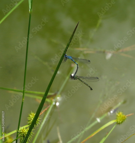 Blue Dragonflies by the pond