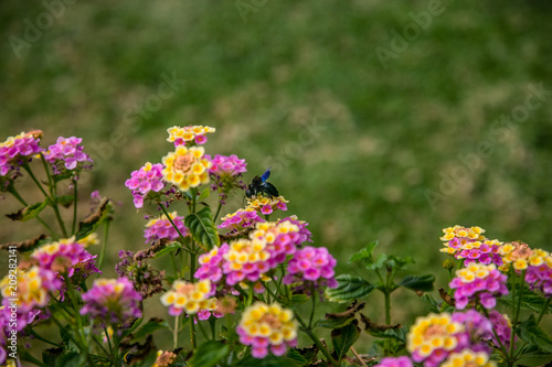 Summer wildflowers, chamomile photo