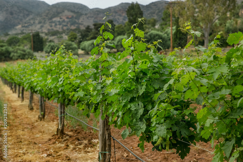 Grapevine with baby grapes and flowers - flowering of the vine with small grape berries. Grapevine with baby grapes and flowers - flowering of the vine with small grape berries.