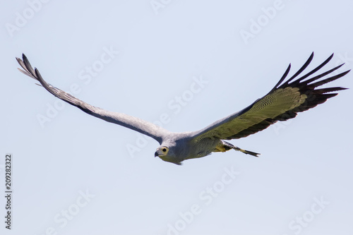 African harrier hawk in flight. Beautiful Gymnogene raptor bird of prey flying.