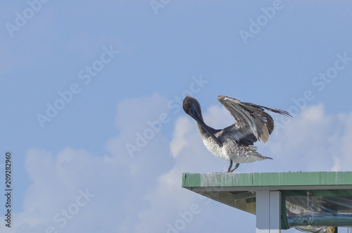 Pelican drying wings