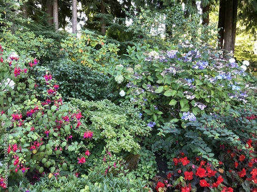 Fototapeta Naklejka Na Ścianę i Meble -  Hydrangea flowers blooming in an outdoor garden