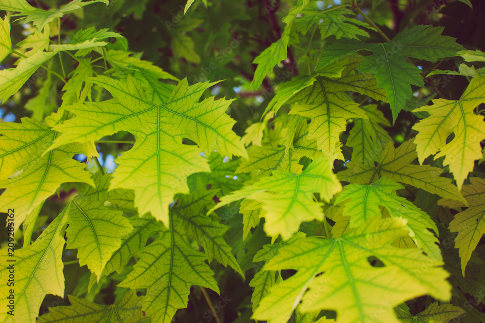 Maple leaf background. Green leaves on a sunny day. Maple leaf background. Green leaves on a sunny day.