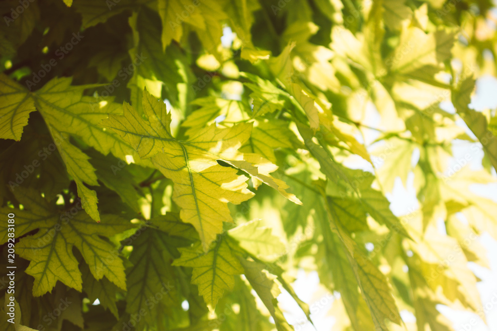 Maple leaf background. Green leaves on a sunny day. Maple leaf background. Green leaves on a sunny day.