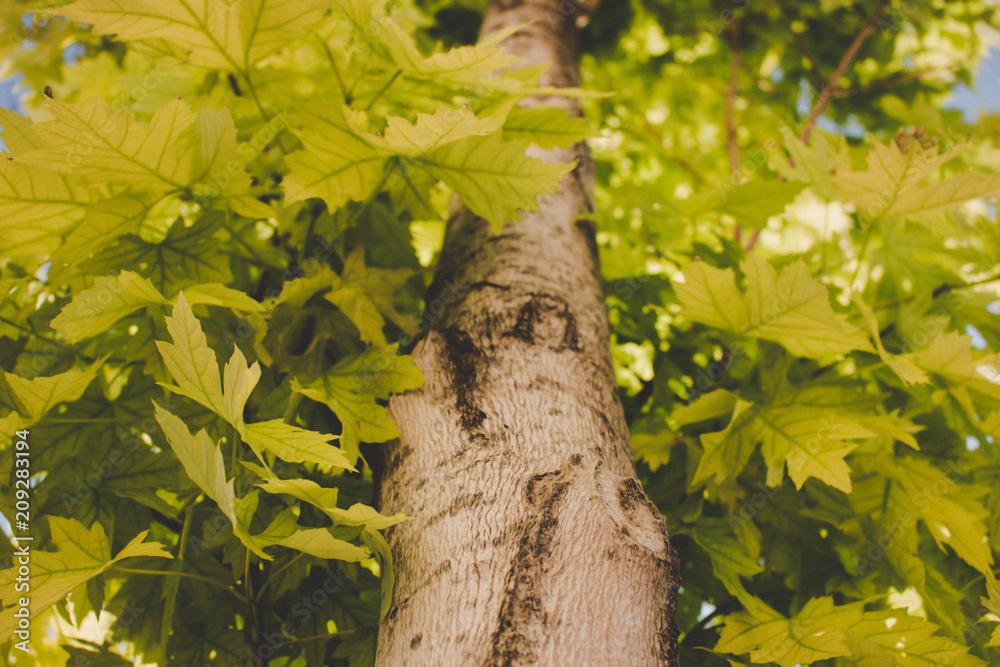 Maple leaf background. Green leaves on a sunny day. Maple leaf background. Green leaves on a sunny day.
