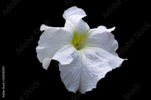 One year old petunia flower with white petals with shallow depth of field, isolated image on white background.