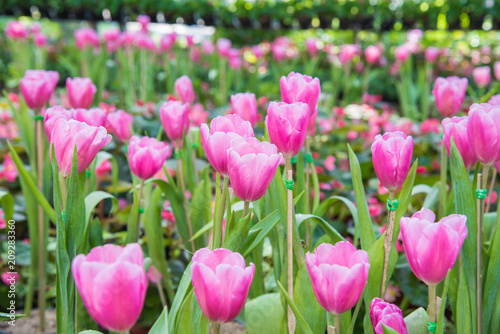image of Pink tulips Flower. Beautiful tulips bouquet colorful  in  the garden