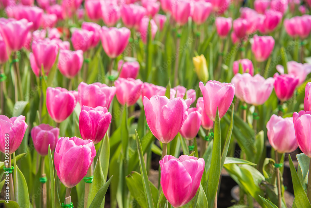 image of Pink tulips Flower. Beautiful tulips bouquet colorful  in  the garden