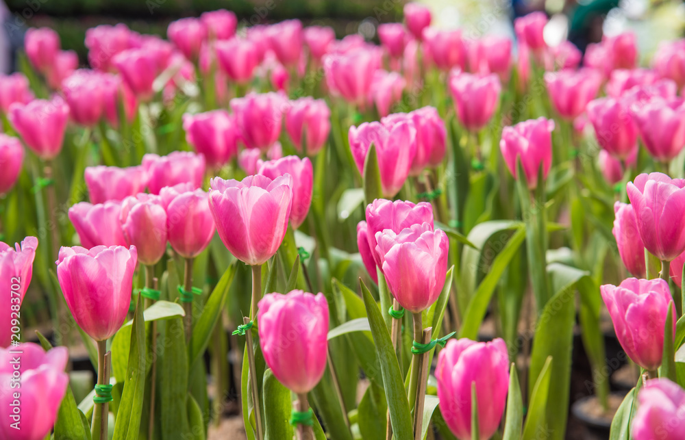 image of Pink tulips Flower. Beautiful tulips bouquet colorful  in  the garden