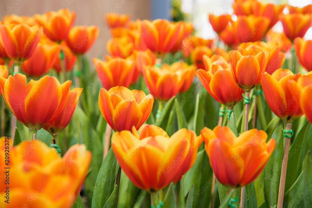 image of tulips Flower. Beautiful bouquet colorful in the garden image of tulips Flower. Beautiful bouquet colorful in the garden