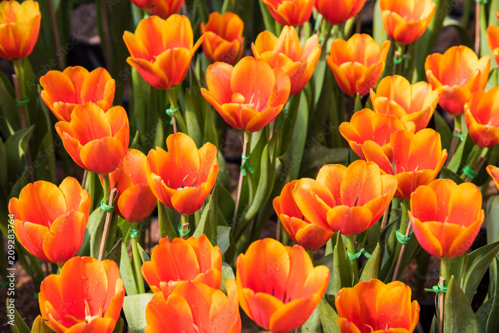 image of tulips Flower. Beautiful bouquet colorful in the garden image of tulips Flower. Beautiful bouquet colorful in the garden