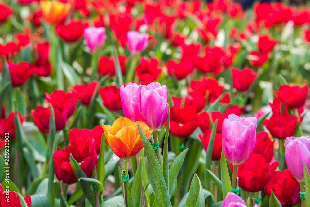 image of tulips Flower. Beautiful bouquet colorful  in  the garden