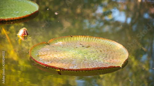 image of Giant Victoria lotus in water , Victoria waterlily, amazonica