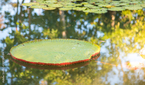 image of Giant Victoria lotus in water , Victoria waterlily, amazonica
