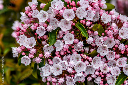 Bumblebee on Mountain Laurels