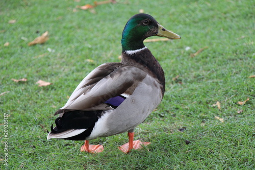 duck walking on grass