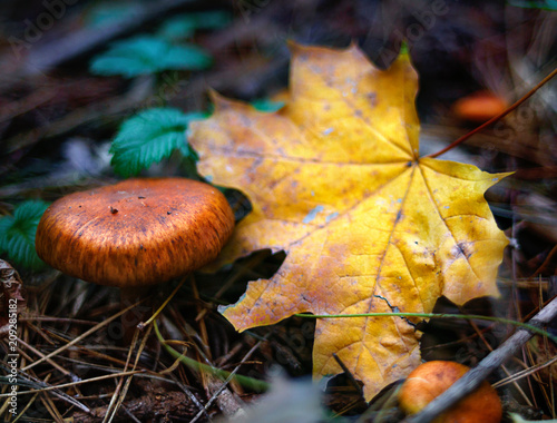  leaf fall