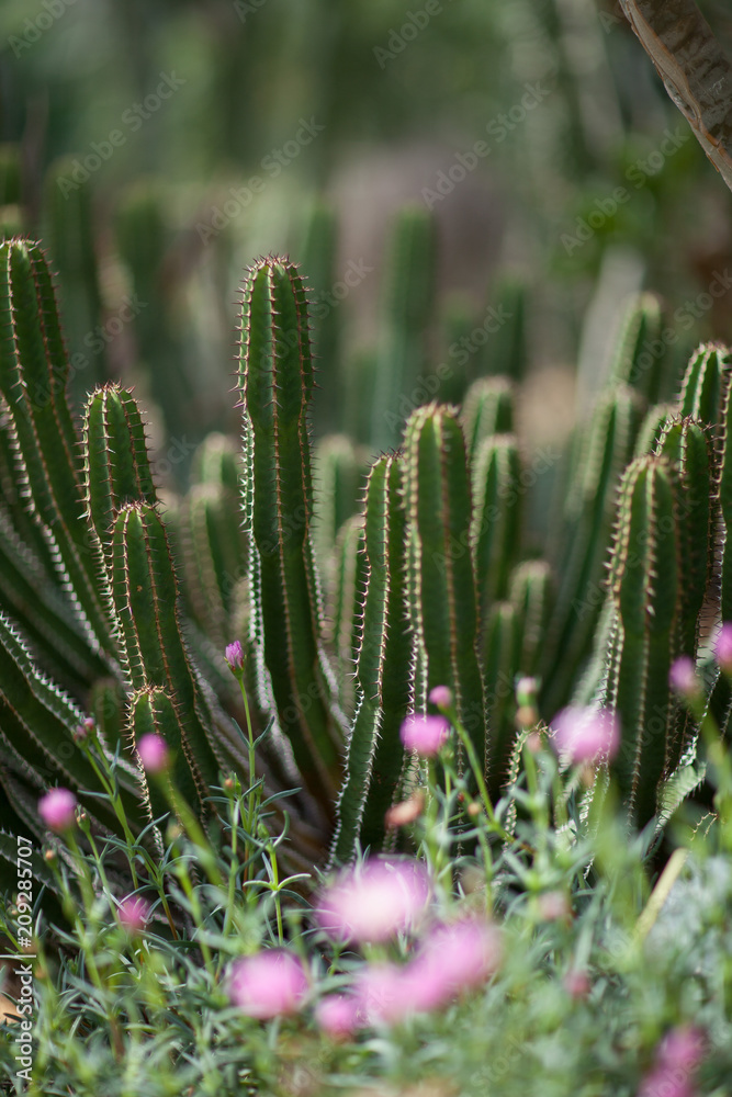 close up of a beautiful spurge succulent plant, cactus, can be used as background close up of a beautiful spurge succulent plant, cactus, can be used as background