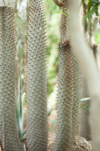Close up detail of a beautiful and impressive big vertical succulent cactus  can be used as background
