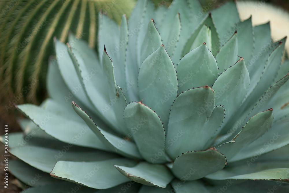beautiful grown agave cactus, sukkulent, close up, can be used as background beautiful grown agave cactus, sukkulent, close up, can be used as background