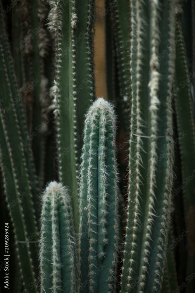 Close up detail of a beautiful and impressive big vertical succulent cactus, can be used as background 