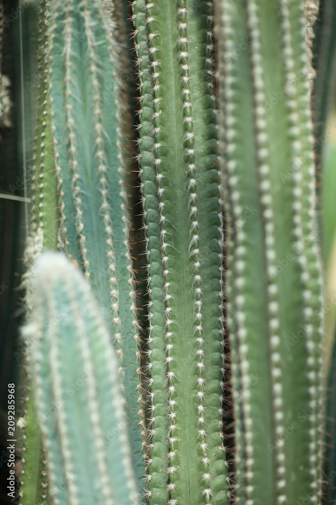 Close up detail of a beautiful and impressive big vertical succulent cactus, can be used as background Close up detail of a beautiful and impressive big vertical succulent cactus, can be used as background