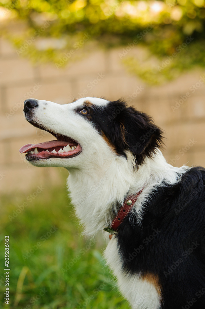 Australian Shepherd dog outdoor portrait looking up