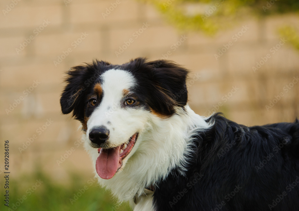 Australian Shepherd dog outdoor portrait with block wall in the background