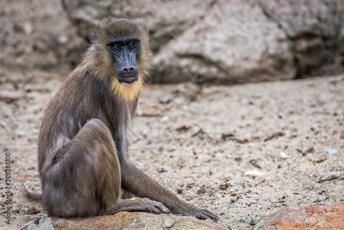 Maddrill Monkey © Agnieszka