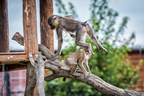 Maddrill Monkey