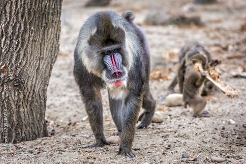 Tapety artystyczne Maddrill Monkey