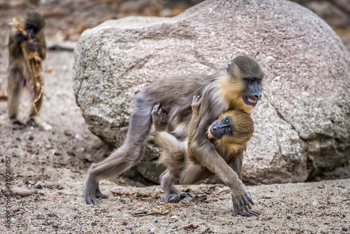 Maddrill Monkey