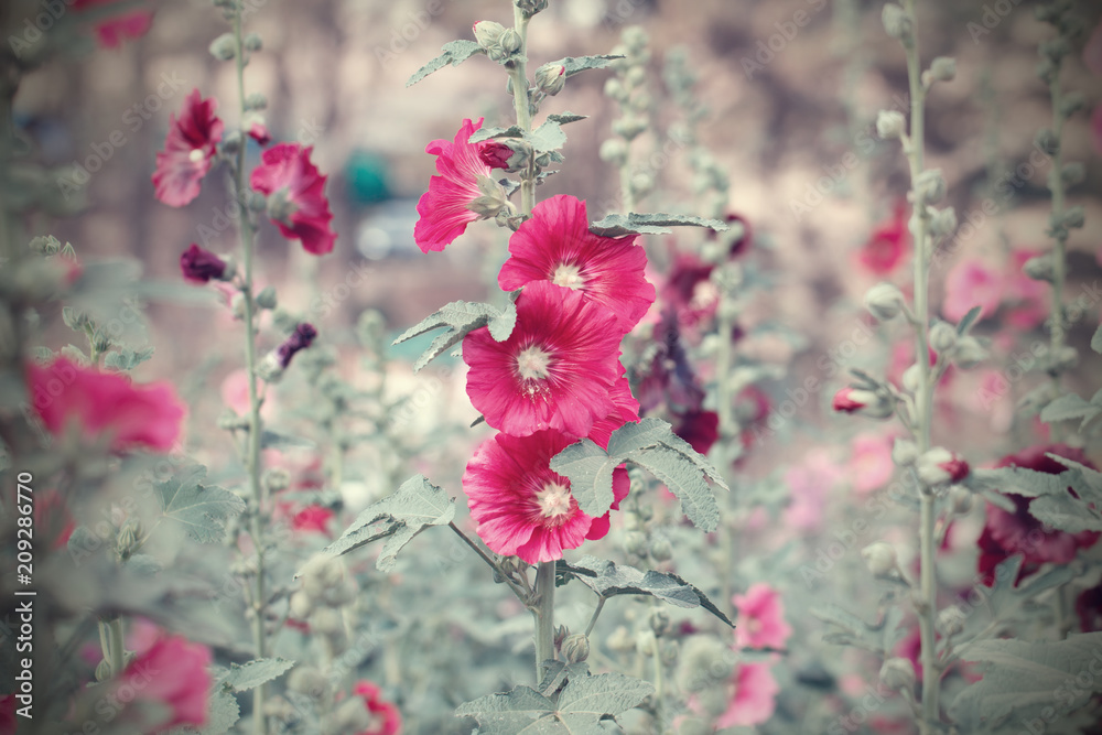 Beautiful flowers in the garden