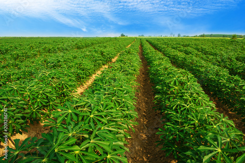 Cassava plantation Northeast of Thailand