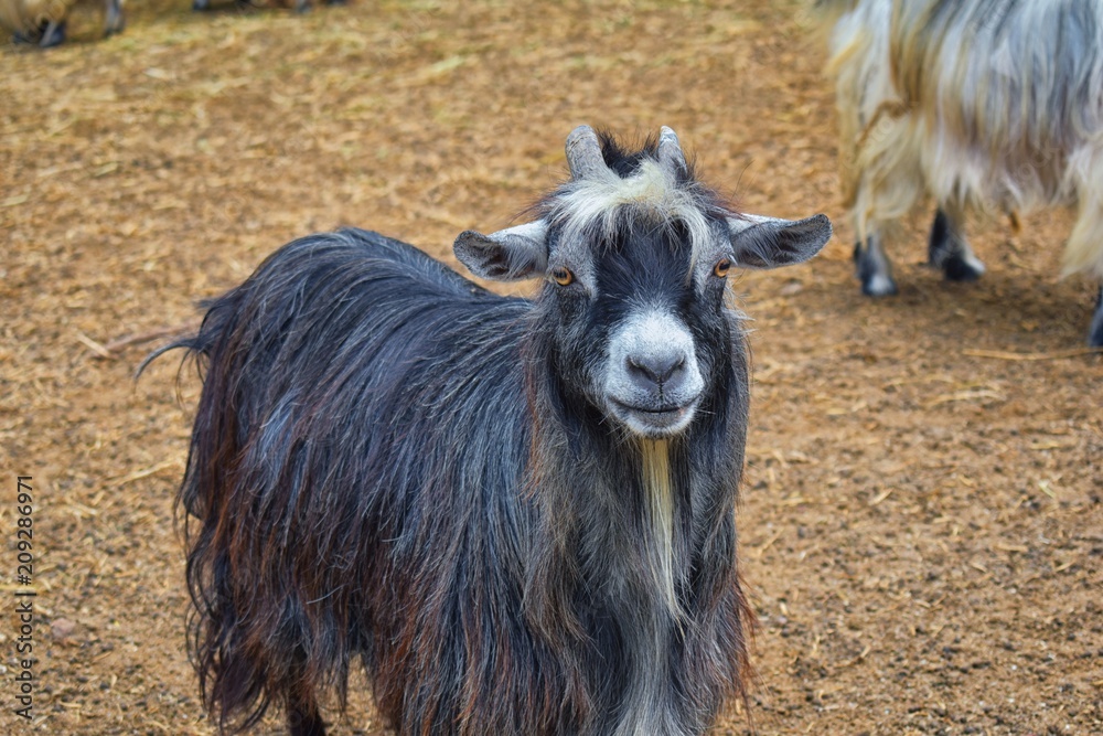 Miniature long haired pet goats with horns in rural farm by zipline tour near Puerto Vallarta Mexico. Miniature long haired pet goats with horns in rural farm by zipline tour near Puerto Vallarta Mexico.