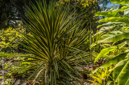 PUERTO DE LA CRUZ  TENERIFE   SPAIN - FEBRUARY 26 2018  Tropical plants