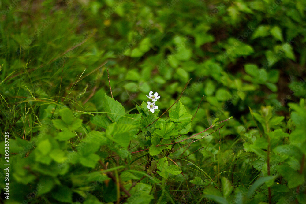 Wild Strawberry Plant Flowering Wild Strawberry Plant Flowering