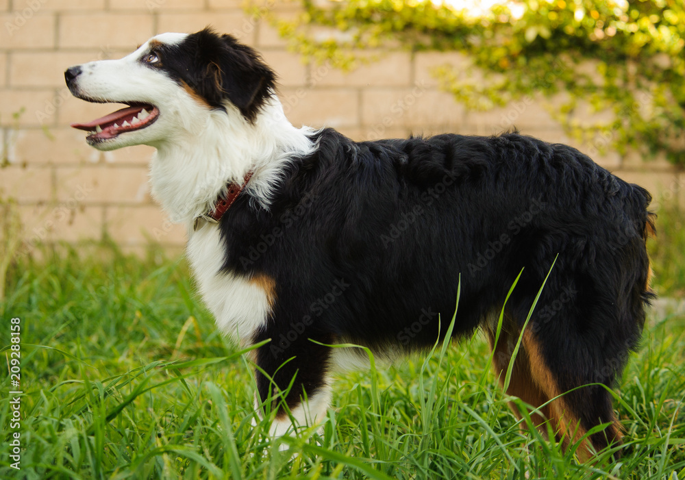 Australian Shepherd dog outdoor portrait standing in grass with block wall in the background Australian Shepherd dog outdoor portrait standing in grass with block wall in the background