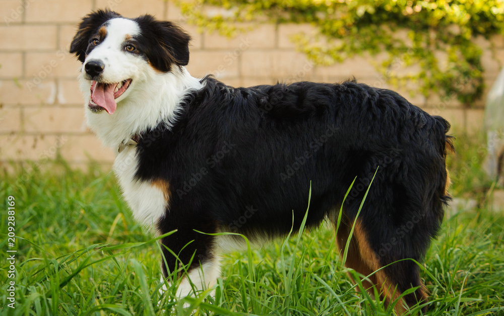 Australian Shepherd outdoor portrait standing in yard with block wall Australian Shepherd outdoor portrait standing in yard with block wall
