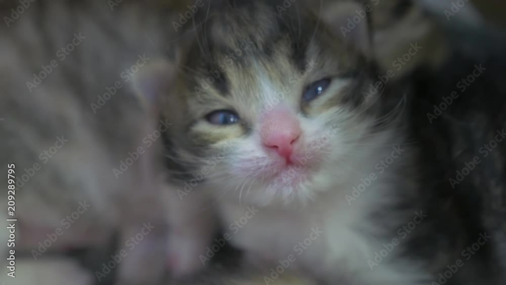 two newborn kittens are sleeping cute. newborn lifestyle kittens from the cat concept two newborn kittens are sleeping cute. newborn lifestyle kittens from the cat concept