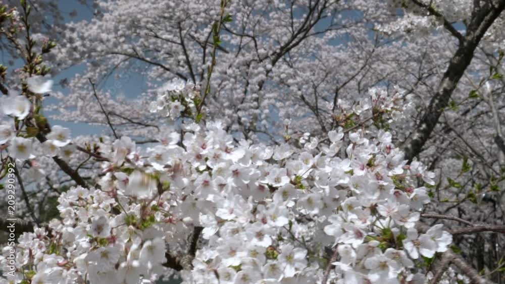 close up of a large cherry tree in bloom at lake kawaguchi in japan close up of a large cherry tree in bloom at lake kawaguchi in japan