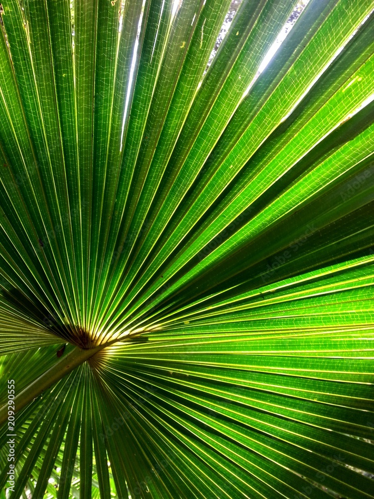 Fototapeta premium Palm frond