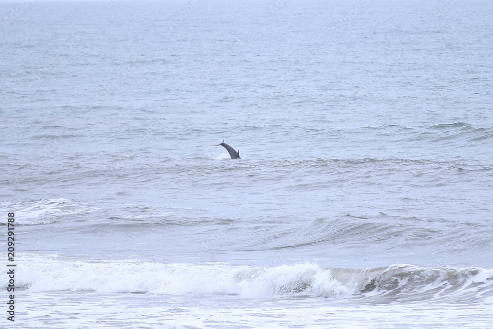 Obraz premium Dive! Dive! Dive!