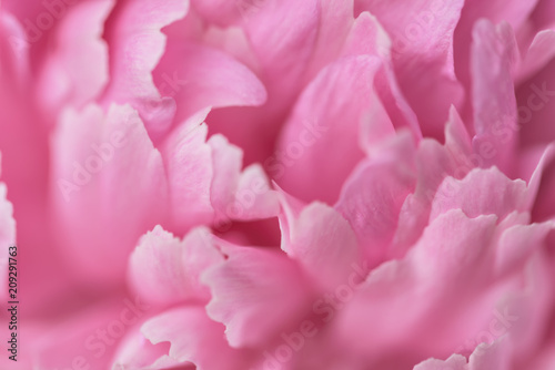 Pink petals with blurred focus © Visual Content