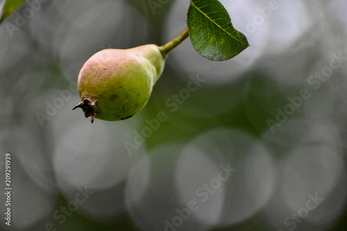 Pear on a pear tree